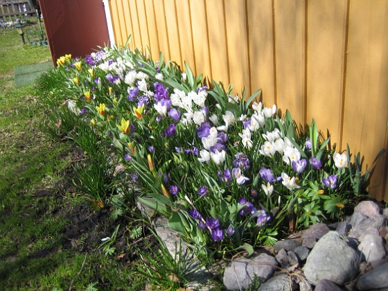 Krokus  
  
2011-04-09 009  
Granudden  
Färjestaden  
Öland