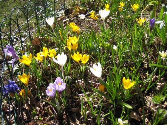 Krokus  
  
2011-04-09 011  
Granudden  
Färjestaden  
Öland