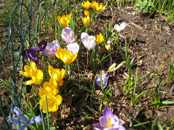 Krokus  
  
2011-04-09 013  
Granudden  
Färjestaden  
Öland