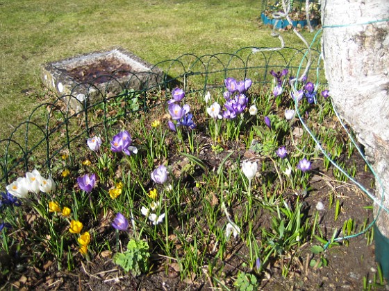 Krokus  
  
2011-04-09 014  
Granudden  
Färjestaden  
Öland