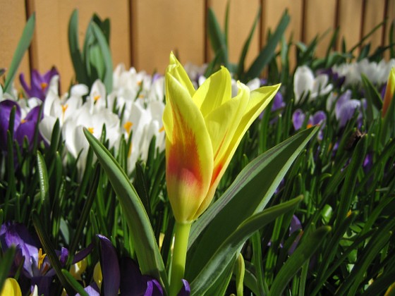 Tulpan med Krokus i bakgrunden 
