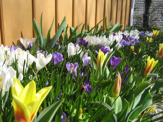 Krokus och Tulpaner  
  
2011-04-09 029  
Granudden  
Färjestaden  
Öland