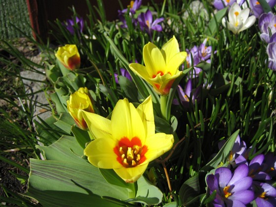 Tulpaner och Krokus  
  
2011-04-09 031  
Granudden  
Färjestaden  
Öland