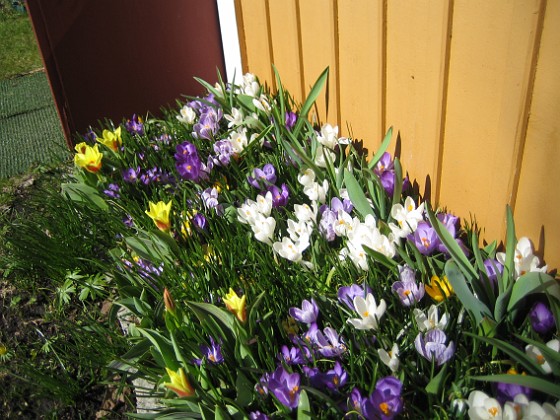 Tulpaner och Krokus 
