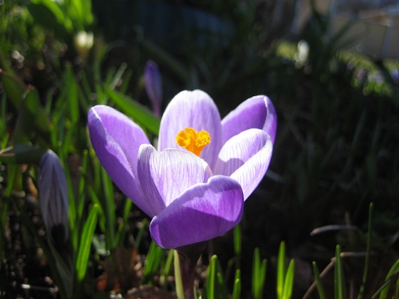 Krokus  
  
2011-04-09 038  
Granudden  
Färjestaden  
Öland