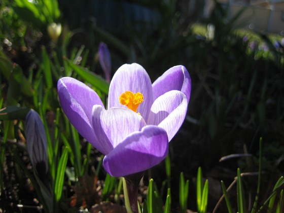 Krokus  
  
2011-04-09 039  
Granudden  
Färjestaden  
Öland