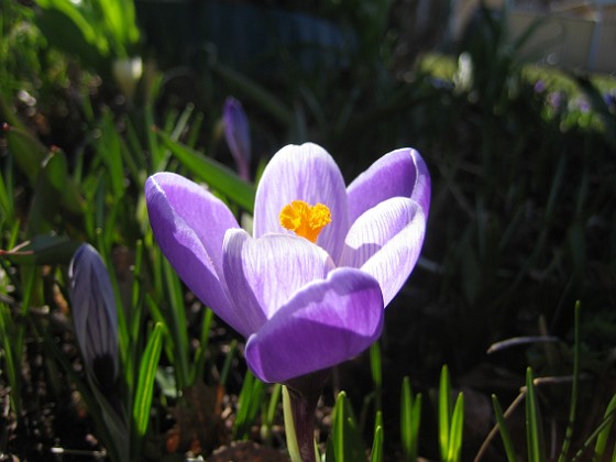 Krokus  
  
2011-04-09 040  
Granudden  
Färjestaden  
Öland