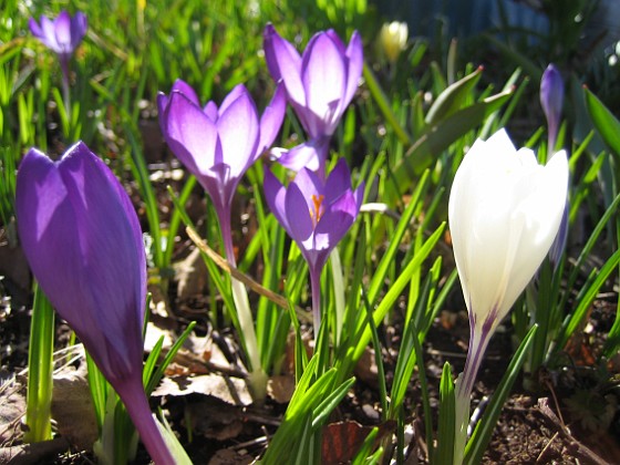 Krokus  
  
2011-04-09 041  
Granudden  
Färjestaden  
Öland