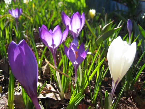 Krokus  
  
2011-04-09 042  
Granudden  
Färjestaden  
Öland