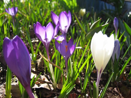 Krokus  
  
2011-04-09 043  
Granudden  
Färjestaden  
Öland