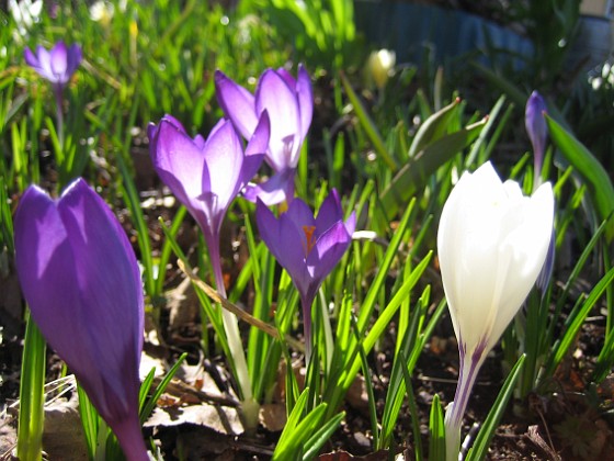 Krokus  
  
2011-04-09 044  
Granudden  
Färjestaden  
Öland