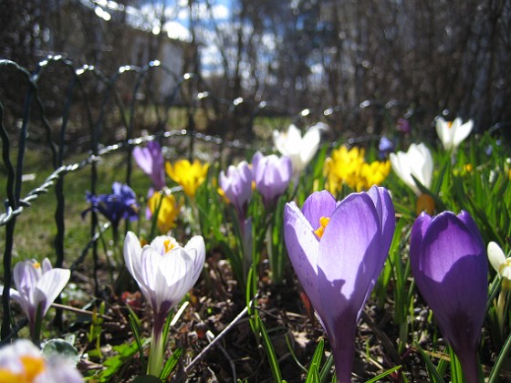 Krokus  
  
2011-04-09 045  
Granudden  
Färjestaden  
Öland