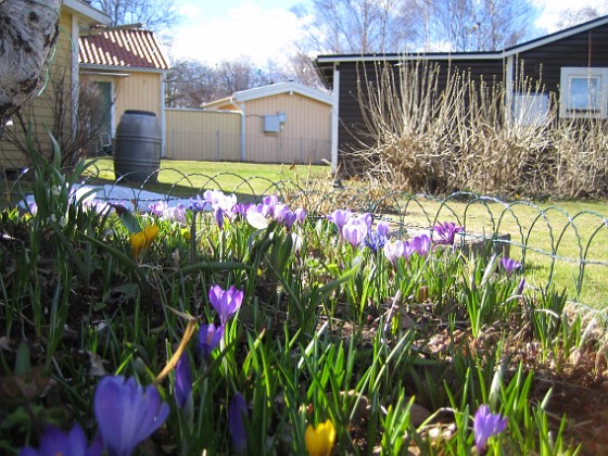 Krokus  
  
2011-04-09 046  
Granudden  
Färjestaden  
Öland