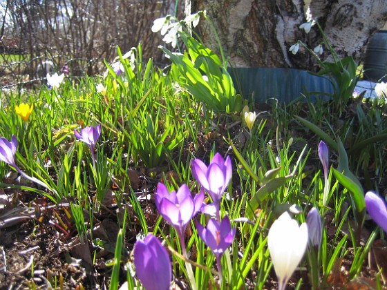 Krokus  
  
2011-04-09 047  
Granudden  
Färjestaden  
Öland