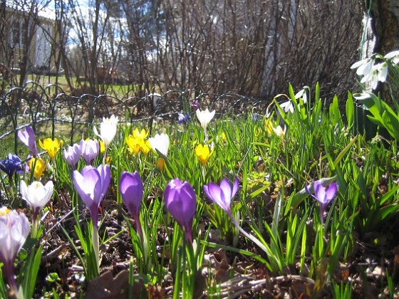 Krokus  
  
2011-04-09 048  
Granudden  
Färjestaden  
Öland