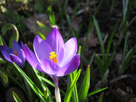 Krokus  
  
2011-04-09 049  
Granudden  
Färjestaden  
Öland