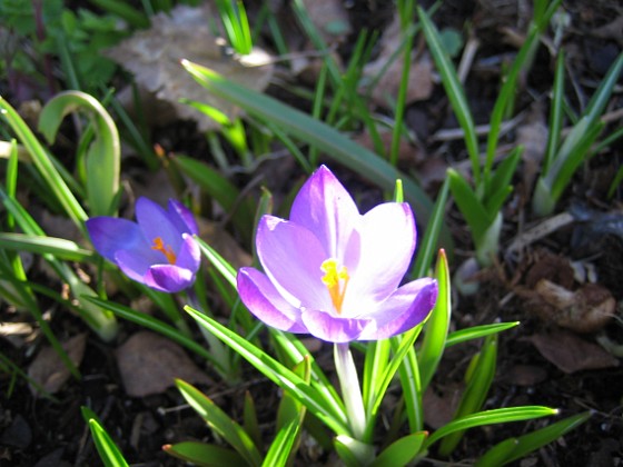 Krokus  
  
2011-04-09 050  
Granudden  
Färjestaden  
Öland