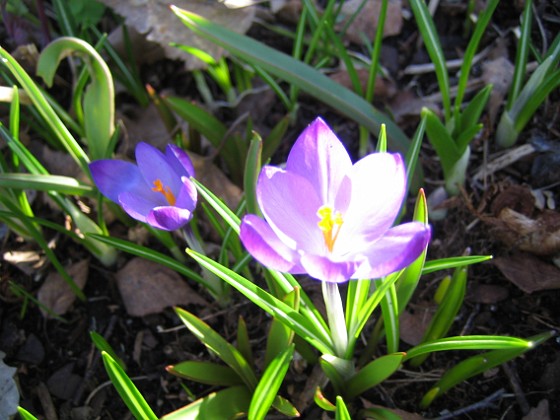 Krokus  
  
2011-04-09 051  
Granudden  
Färjestaden  
Öland