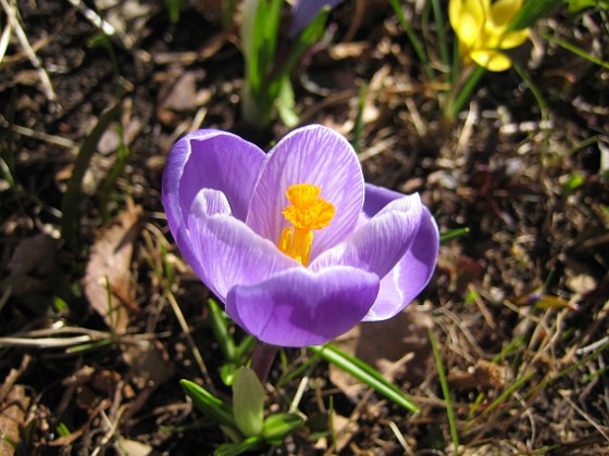 Krokus  
  
2011-04-09 052  
Granudden  
Färjestaden  
Öland