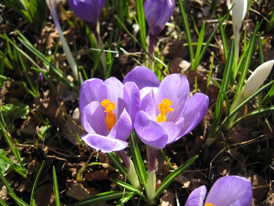 Krokus  
  
2011-04-09 053  
Granudden  
Färjestaden  
Öland