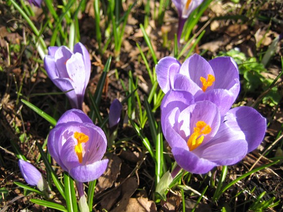 Krokus  
  
2011-04-09 054  
Granudden  
Färjestaden  
Öland