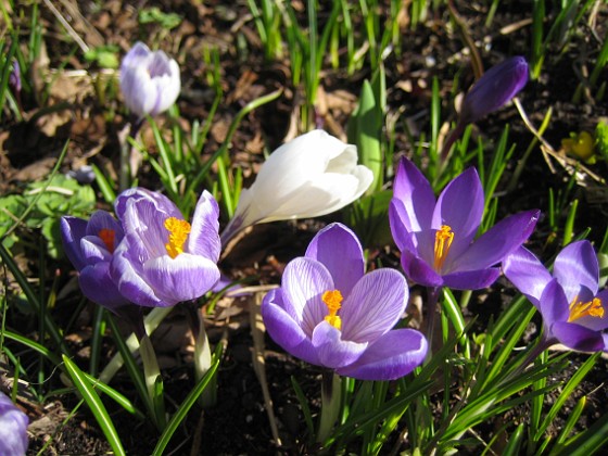 Krokus  
  
2011-04-09 055  
Granudden  
Färjestaden  
Öland