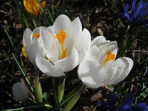 Krokus  
  
2011-04-09 056  
Granudden  
Färjestaden  
Öland