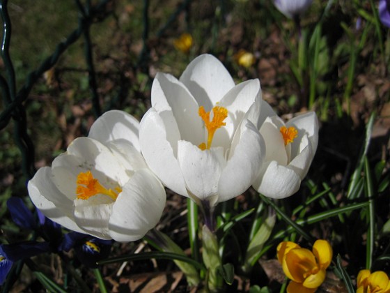 Krokus  
  
2011-04-09 057  
Granudden  
Färjestaden  
Öland