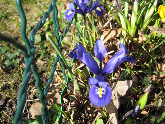 Iris  
  
2011-04-09 058  
Granudden  
Färjestaden  
Öland