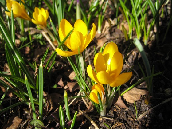 Krokus  
  
2011-04-09 059  
Granudden  
Färjestaden  
Öland