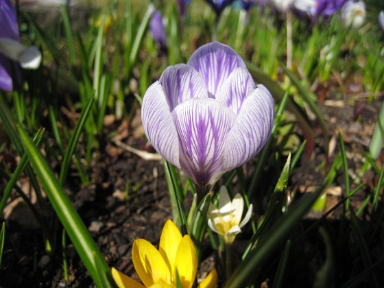 Krokus  
  
2011-04-09 060  
Granudden  
Färjestaden  
Öland