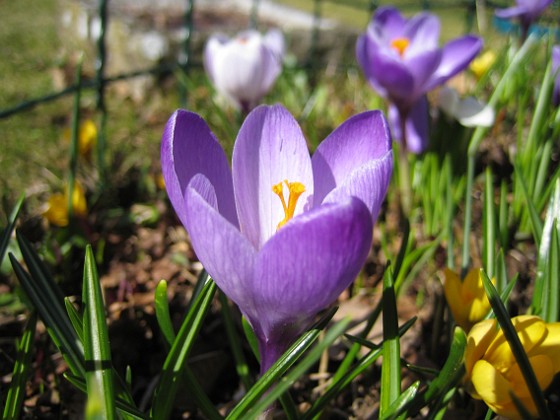 Krokus  
  
2011-04-09 061  
Granudden  
Färjestaden  
Öland