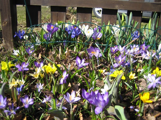 Krokus  
  
2011-04-09 063  
Granudden  
Färjestaden  
Öland