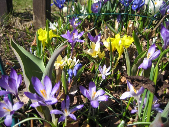 Krokus  
  
2011-04-09 064  
Granudden  
Färjestaden  
Öland