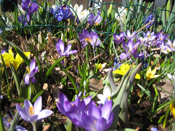 Krokus  
  
2011-04-09 065  
Granudden  
Färjestaden  
Öland