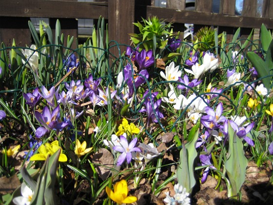 Krokus  
  
2011-04-09 066  
Granudden  
Färjestaden  
Öland