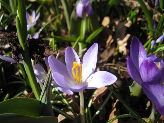 Krokus  
  
2011-04-09 067  
Granudden  
Färjestaden  
Öland