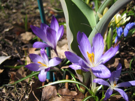 Krokus  
  
2011-04-09 068  
Granudden  
Färjestaden  
Öland