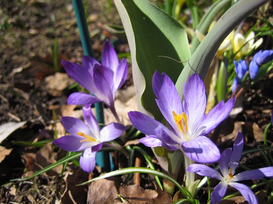 Krokus  
  
2011-04-09 069  
Granudden  
Färjestaden  
Öland