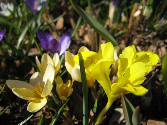 Iris och Krokus  
  
2011-04-09 070  
Granudden  
Färjestaden  
Öland