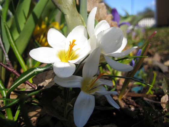 Krokus  
  
2011-04-09 071  
Granudden  
Färjestaden  
Öland