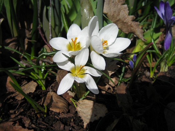 Krokus  
  
2011-04-09 073  
Granudden  
Färjestaden  
Öland