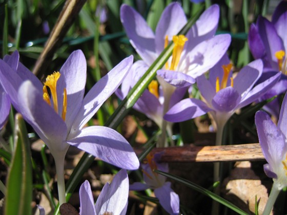 Krokus  
  
2011-04-09 074  
Granudden  
Färjestaden  
Öland