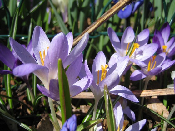 Krokus  
  
2011-04-09 075  
Granudden  
Färjestaden  
Öland