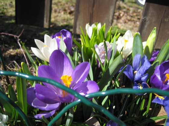 Krokus  
  
2011-04-09 077  
Granudden  
Färjestaden  
Öland