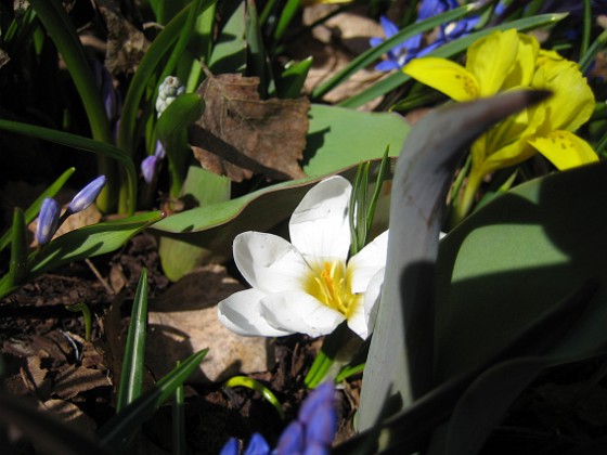 Krokus och Iris 
