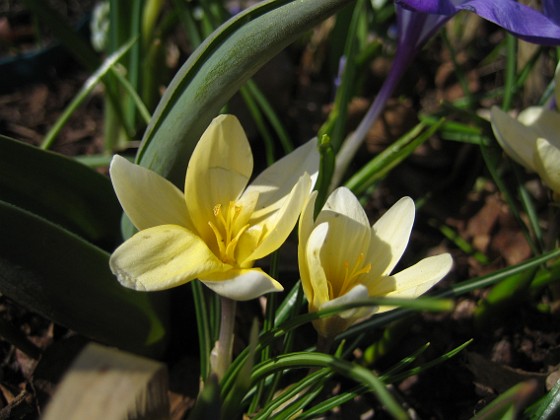 Krokus  
  
2011-04-09 079  
Granudden  
Färjestaden  
Öland