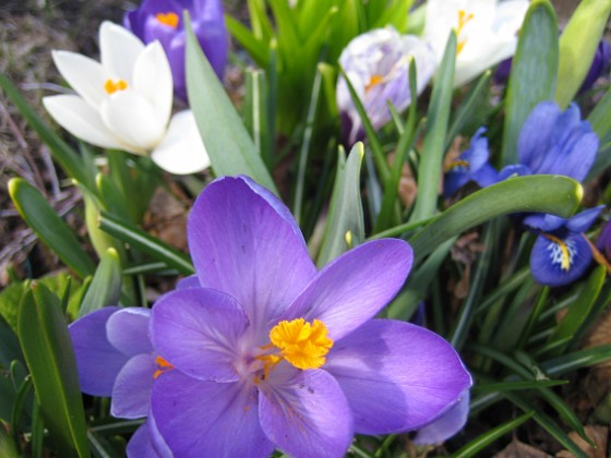 Krokus  
  
2011-04-09 080  
Granudden  
Färjestaden  
Öland