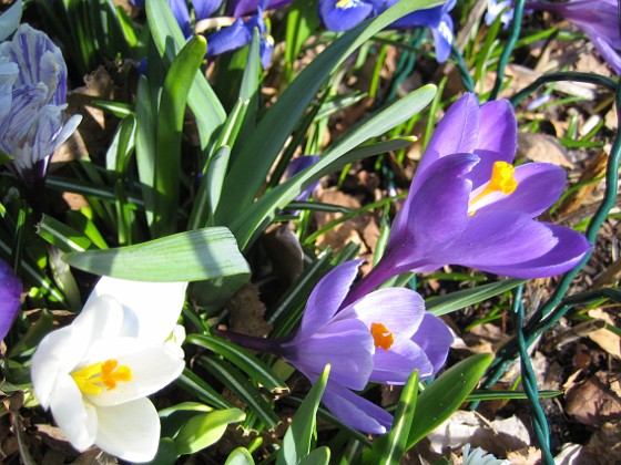 Krokus  
  
2011-04-09 081  
Granudden  
Färjestaden  
Öland