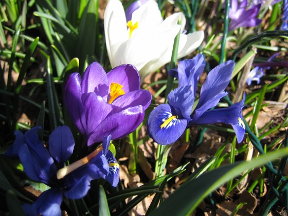 Krokus och Iris {  } 